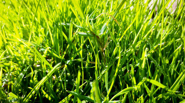 istock Spring or summer background with green grass. Selective focus of macro meadow 1299566146