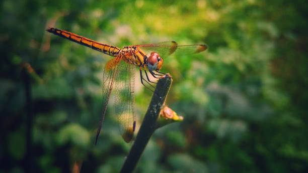 Close up shots of Dragonfly