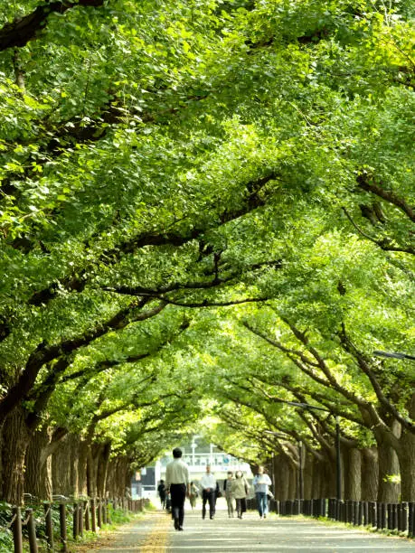 A row of ginkgo trees at Jingu Gaien in Tokyo
