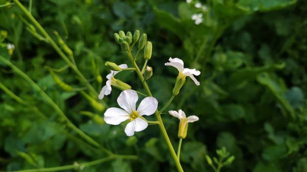 istock Green vegetable in the garden 1299567462