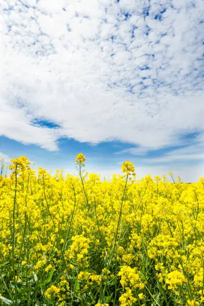 Oilseed rape  blooming in farmland  in countryside under blue sky with cirrus clouds in springtime, close-up, vertical view