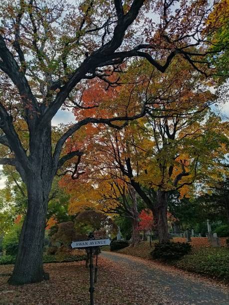istock Trees of different colors during autumn 1299569479