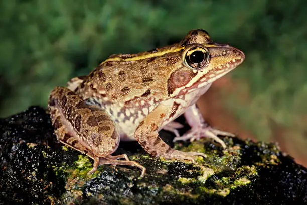A common river frog (Amietia angolensis) in natural habitat, South Africa
