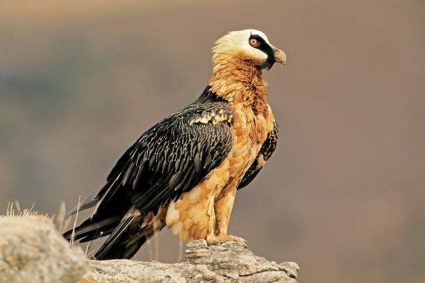 An endangered bearded vulture (Gypaetus barbatus) perched on a rock, South Africa