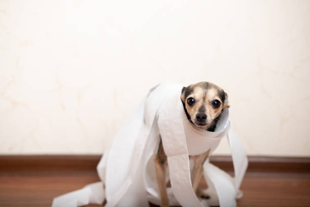 istock Digestive problems in dogs, Small terrier puppy sitting among toilet paper 1299571647