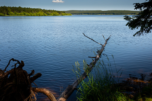 lake  or reservoir charpal ,Lozere France. a sunny summer day. with fallen tree in the water