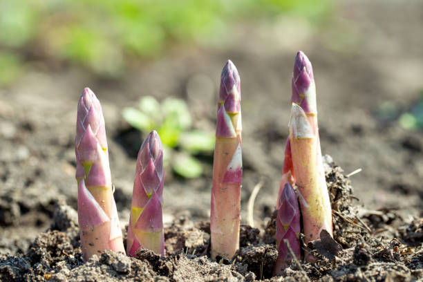 Young organic asparagus grows in a vegetable garden. useful and expensive farm product. Young organic asparagus grows in a vegetable garden. useful and expensive farm product. Spring harvest eating asparagus stock pictures, royalty-free photos & images