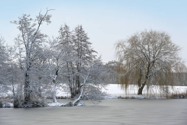 istock Winter landscape with snow-covered trees on a frozen lake under a gray sky, copy space 1299572732