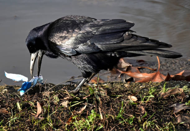 Crow on the ground in winter searching food