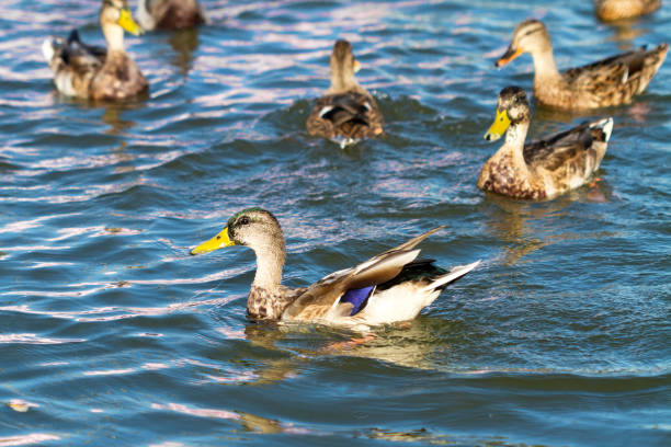 istock Ducks swimming in the blue pond 1299573823