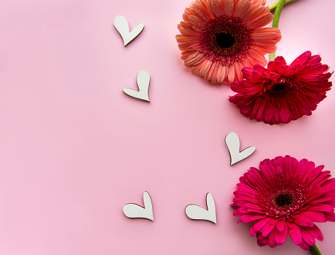 Gerbera  flowers  on a pink pastel background. Top view