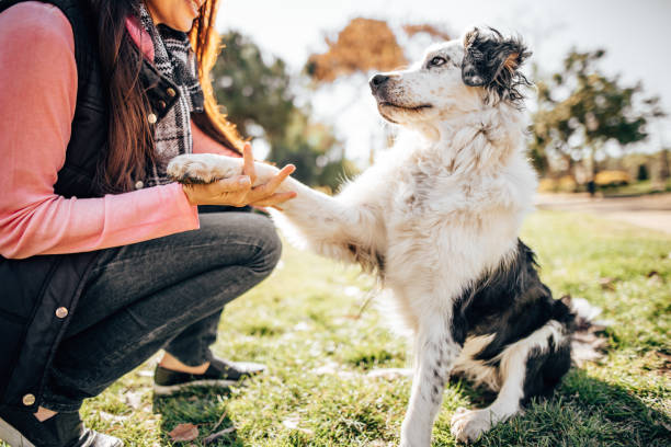 公園での犬のトレーニングセッション - ハンガリー 写真 ストックフォトと画像