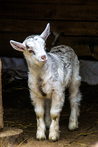 Close up of young milking goat