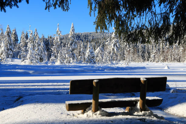 Trees and bench in the Park after the snow completely covered with snow
