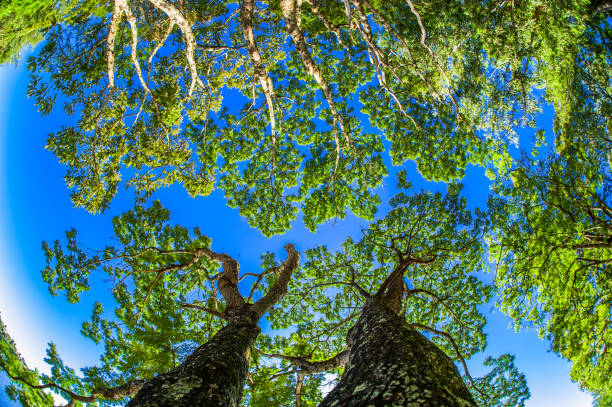 istock tree. preservation of nature and environment 1299578352