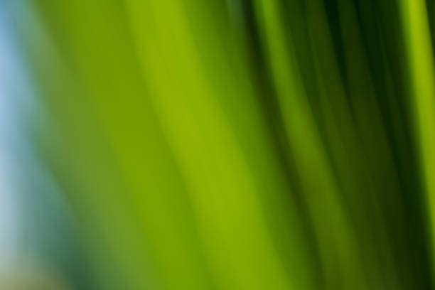 istock Beautiful exotic pattern of green tropical palm leaves 1299578665