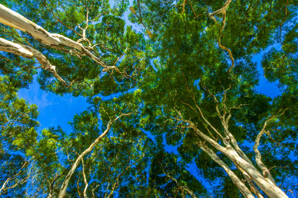 istock tree. preservation of nature and environment 1299579553