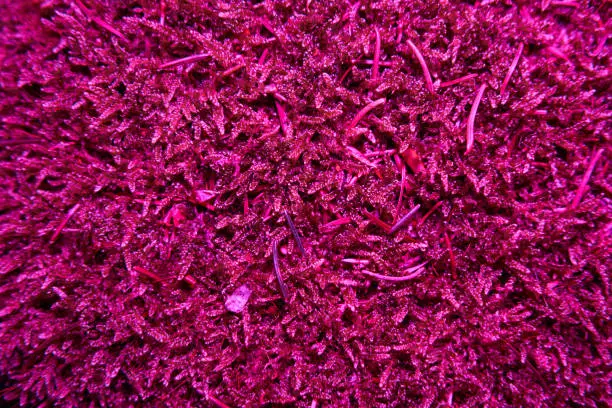Top view of pink lighted moss on forest floor. backdrop.
