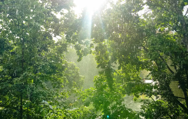 Rain falls while the sun is shining, green trees on background. Summer sunshower, blind rain in town park. Light drops shower, puddles, rays fall on the leaves.