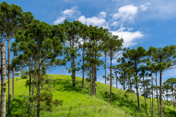rural landscape with araucarias on the hill. rural landscape with araucarias on the hill araucaria araucana stock pictures, royalty-free photos & images