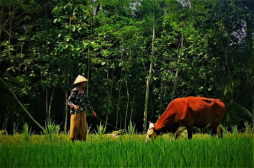 a herdwoman and a cattle on the field, Sleman, Yogyakarta, Indonesia