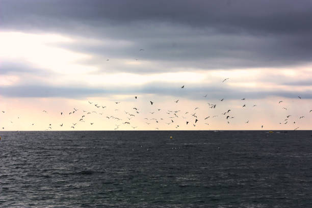 istock A flock of birds flying above the sea 1299583158