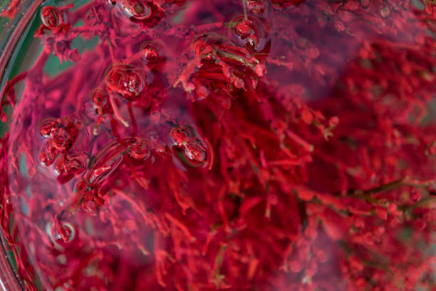 istock Colored dried seaweed shaped into decorative balls 1299583950
