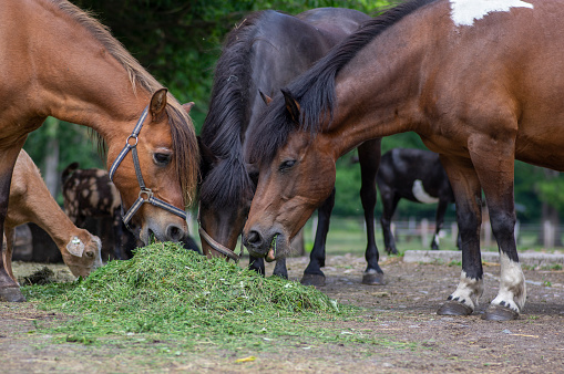 horses eating fresh green grass on the heap with other farm animals, beautiful three black and brown beautiful hairy animals