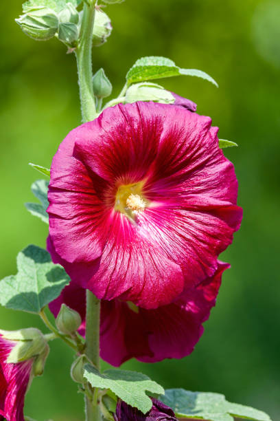 istock Alcea 'Burgundy Towers' (althaea rosea) 1299584270