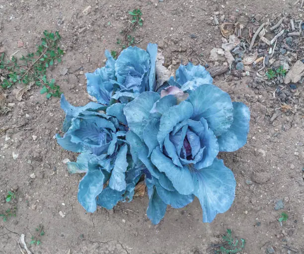 Photo of Blue cabbage. Ornamental vegetables.