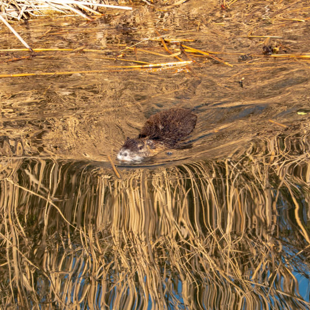 istock Coypu - Myocastor coypus 1299585614