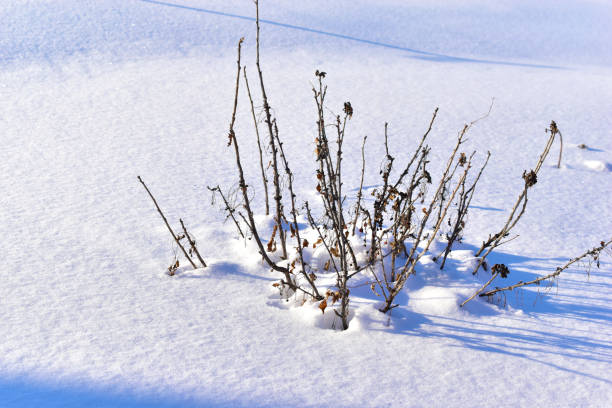 istock Snowy landscape with tree branches in the garden 1299586515