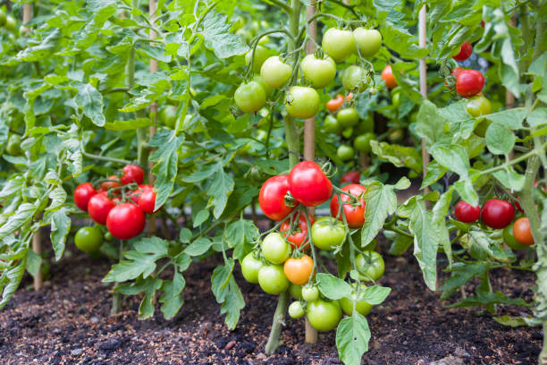 Indeterminate (cordon) tomato plants growing outside in UK Indeterminate (cordon) tomato vine plants growing outside in an English garden, UK tomato plant photos stock pictures, royalty-free photos & images
