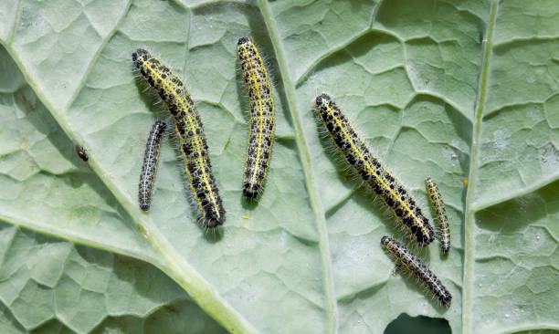 Large cabbage white butterfly caterpillars on a brassica leaf UK Group of large cabbage white butterfly caterpillars (Pieris Brassicae) on a kohl rabi brassica leaf in a UK garden caterpillar's nest stock pictures, royalty-free photos & images