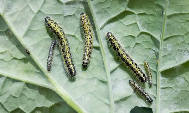 Group of large cabbage white butterfly caterpillars (Pieris Brassicae) on a kohl rabi brassica leaf in a UK garden