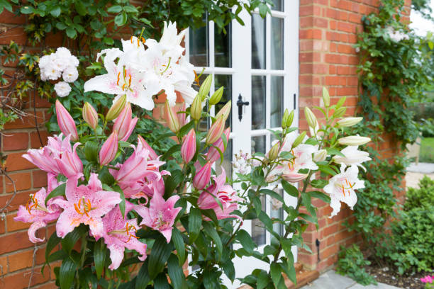 orientalne lilie w angielskim ogrodzie uk - lily pink stargazer lily flower zdjęcia i obrazy z banku zdjęć