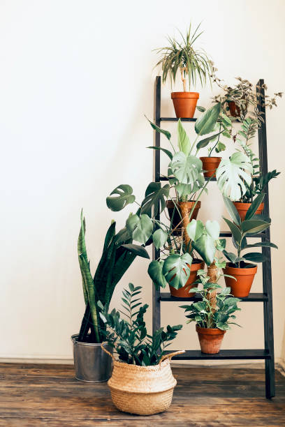 istock Potted plants and ladder in cozy room 1299587432