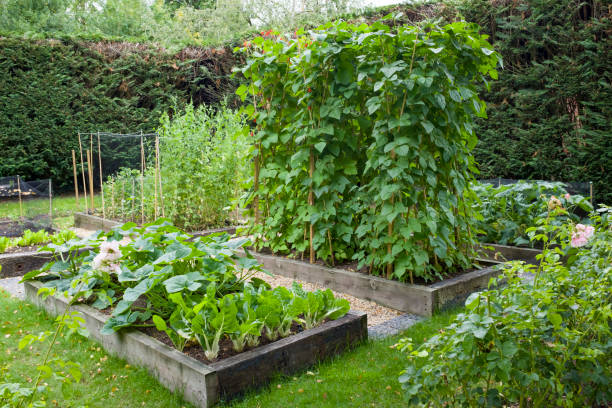 istock Vegetable patch in an English garden, UK 1299587652