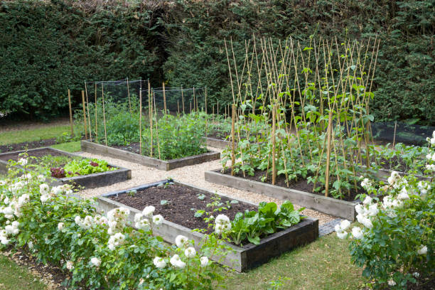 Home grown vegetables in spring in a UK garden Home grown (homegrown) organic vegetables growing in a UK garden in spring flowerbed stock pictures, royalty-free photos & images