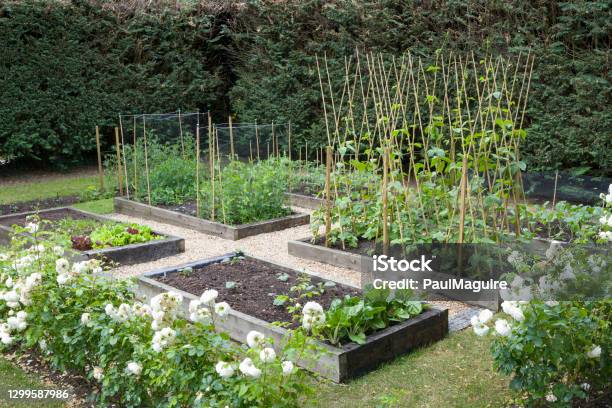 Home Grown Vegetables In Spring In A Uk Garden Stock Photo - Download Image Now - Vegetable Garden, Garden, Yard - Grounds