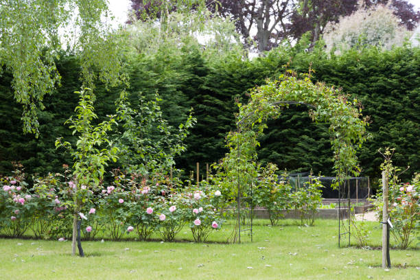 istock UK garden with rose hedge and leylandii 1299588577