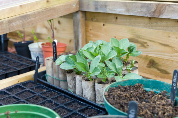 차가운 프레임에 야채 씨앗을 파종, 영국 - fava bean bean seed 뉴스 사진 이미지