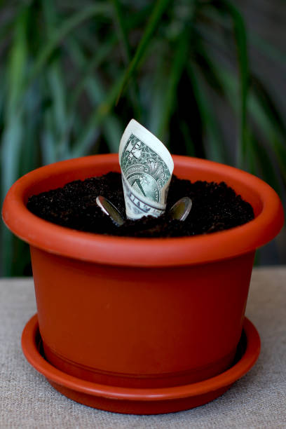 istock Sprouted banknote (idea) in a pot with earth and coins 1299588707