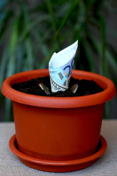 istock Sprouted banknote (idea) in a pot with earth and coins 1299591105