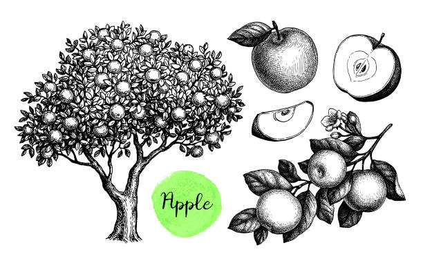 набор эскизов apple. - apple flowers stock illustrations