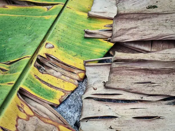Abstract Background of Green Yellow and Dry Brown Banana Leaves on the Floor