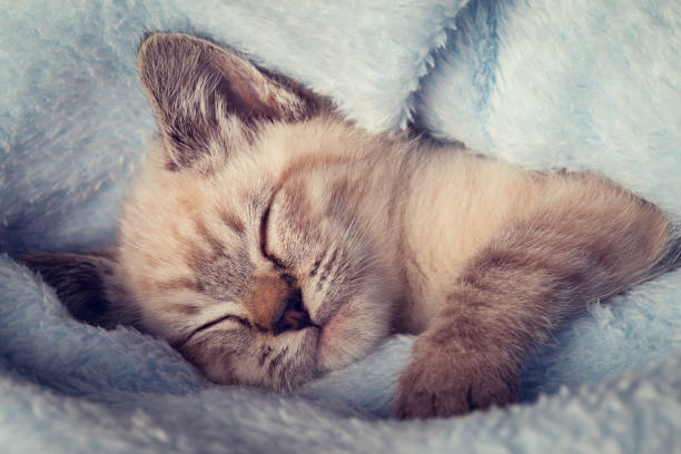 istock Beautiful striped grey kitten sleeping peaceful in a fluffy blanket 1299591687