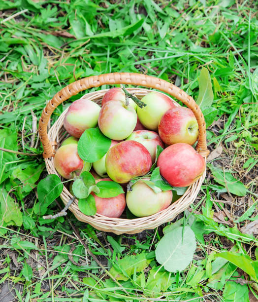 istock child picks apples in the garden. Selective focus. 1299593011