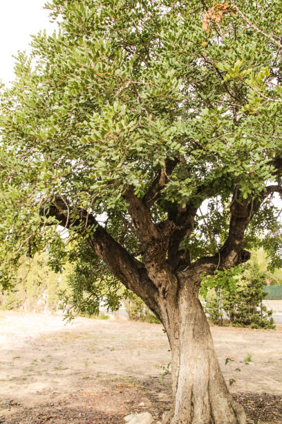 istock Ceratonia Siliqua tree in the garden in Spain 1299593217