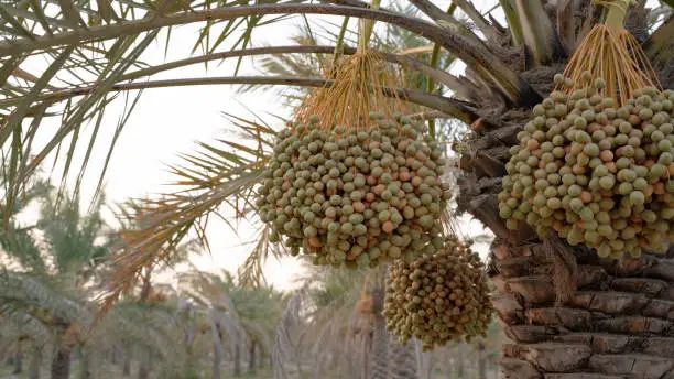 Background image of date plantation in the middle east. Date plantation